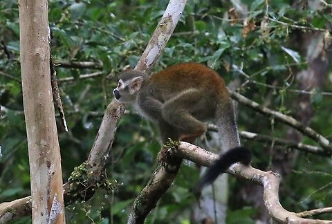 Squirrel Monkey  Common squirrel monkey,Damas del Nare,Saimiri sciureus
