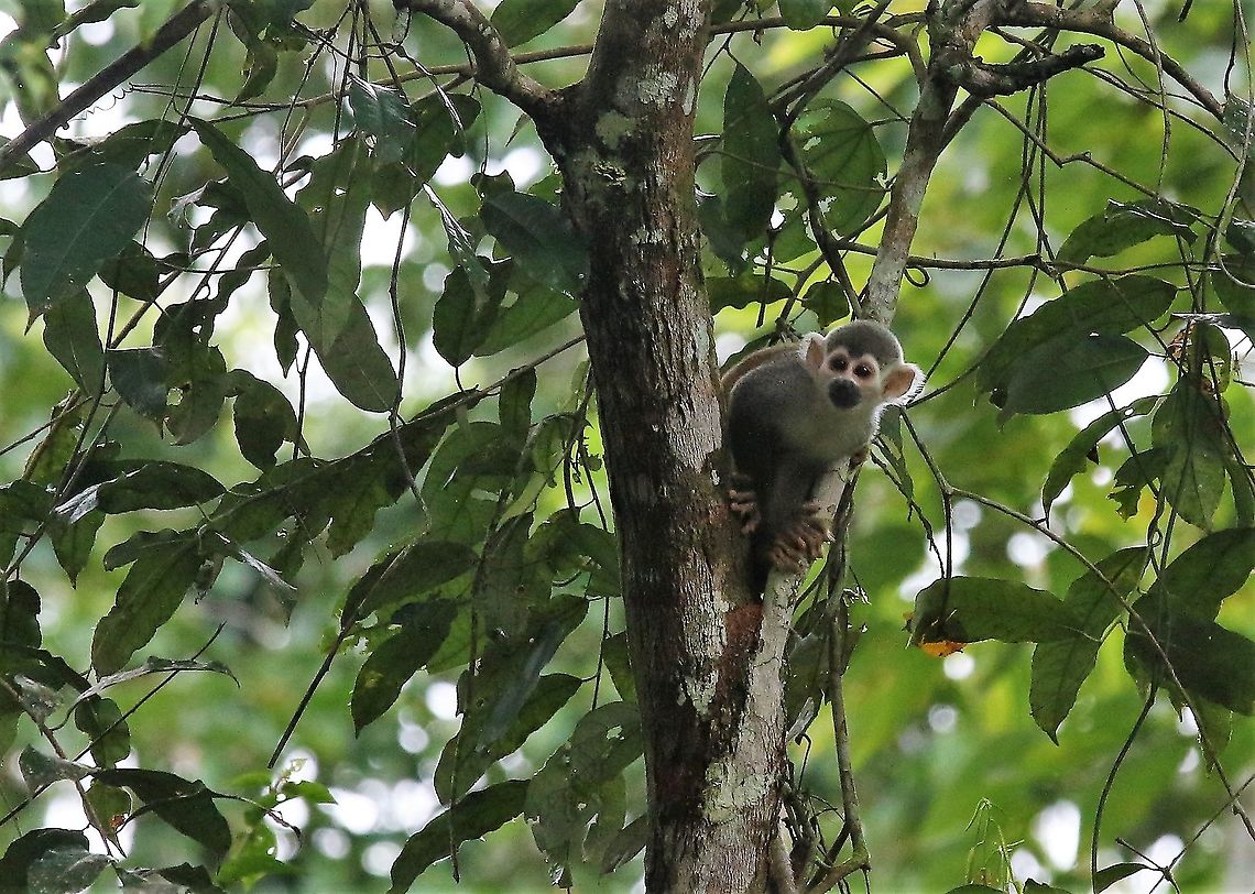 Squirrel Monkeys Count the feet!  Common squirrel monkey,Damas del Nare,Saimiri sciureus,squirrel monkeys