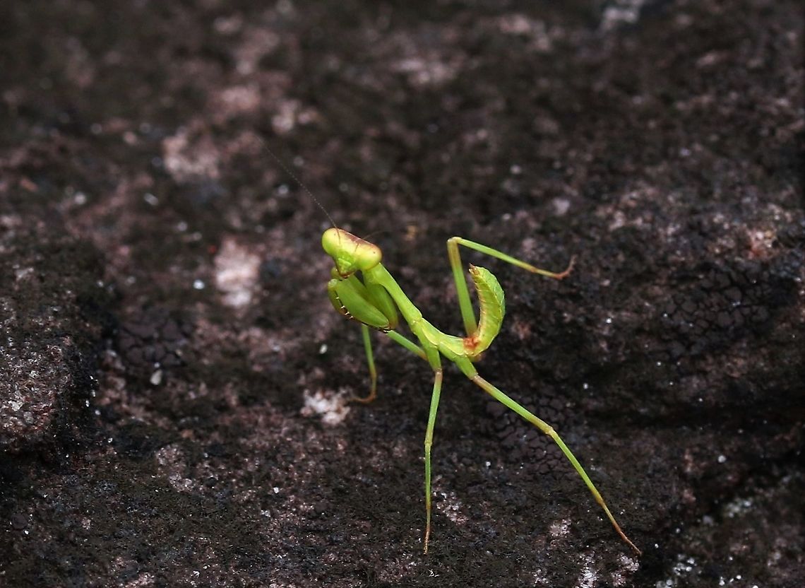 Colombian Shield Mantis On way to Cano Sabana Choeradodis columbica,Colombian Shield Mantis,San José del Guaviare