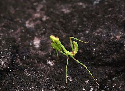 Colombian Shield Mantis On way to Cano Sabana Choeradodis columbica,Colombian Shield Mantis,San José del Guaviare