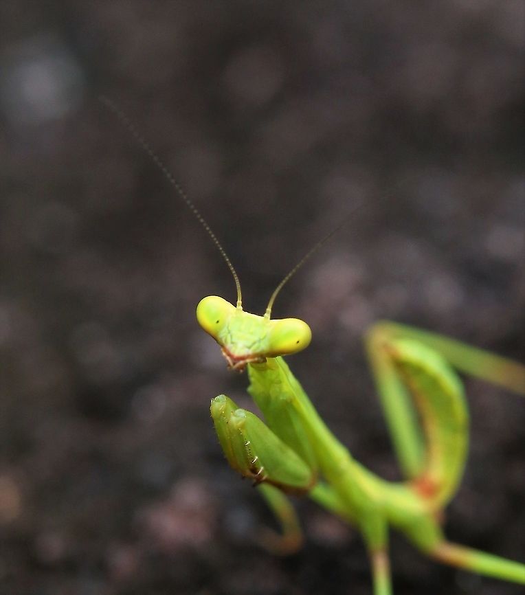 Colombian Shield Mantis Small endemic mantis Choeradodis columbica,Colombian Shield Mantis,San José del Guaviare