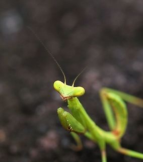 Colombian Shield Mantis Small endemic mantis Choeradodis columbica,Colombian Shield Mantis,San José del Guaviare