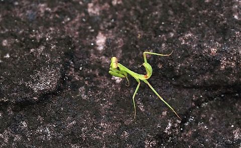 Colombian Shield Mantis Sitting on Guianan Shield rock - endemic to Colombia, this one not more than 2.5 cms long Choeradodis columbica,Colombian Shield Mantis,San José del Guaviare