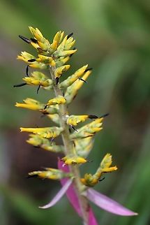 Aechmea stenosepala Endemic bromeliad in this area Aechmea stenosepala,San José del Guaviare