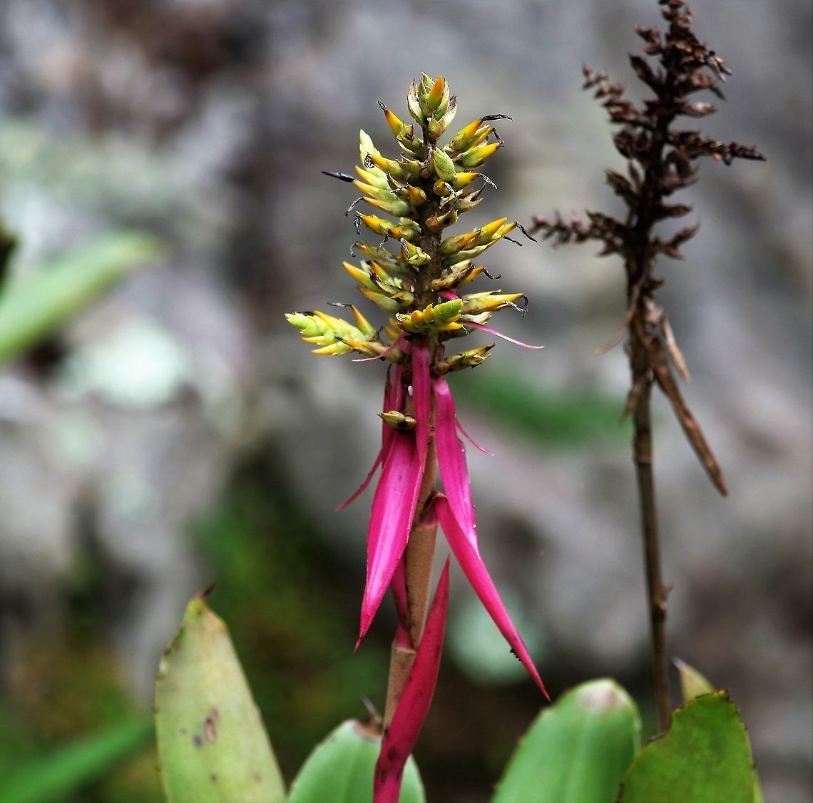 Aechmea stenosepala  Aechmea stenosepala
