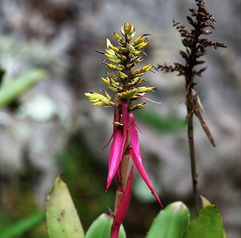 Aechmea stenosepala  Aechmea stenosepala