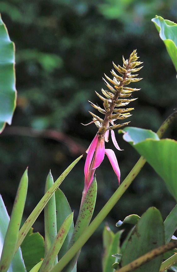 Aechmea stenosepala An endemic bromeliad from the open savannah  Aechmea stenosepala,San José del Guaviare