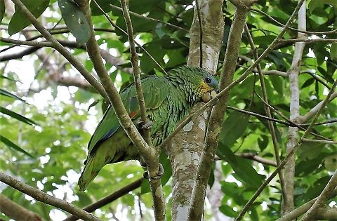 Orange-winged Amazon Beside Cano Sabana Amazona amazonica,Orange-winged amazon,San José del Guaviare