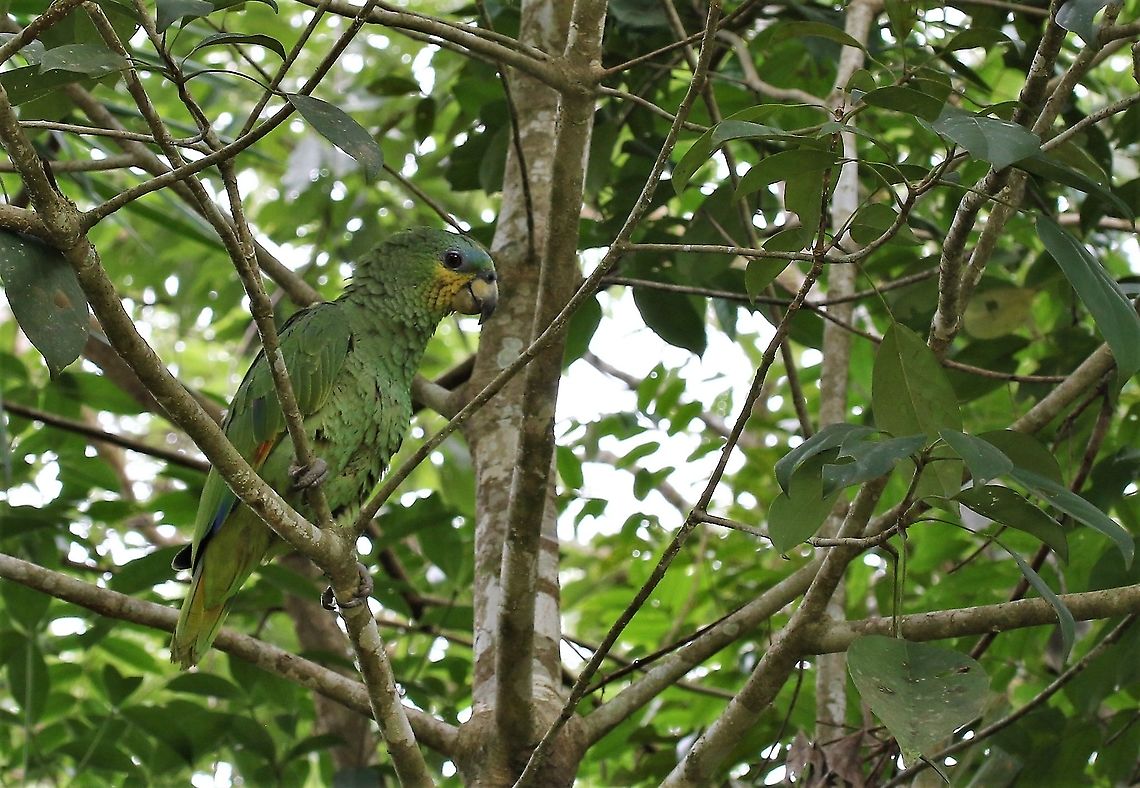 Orange-winged Amazon Noisy by Cano Sabana Amazona amazonica,Orange-winged amazon,San José del Guaviare