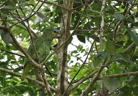 Orange-winged Amazon Noisy by Cano Sabana Amazona amazonica,Orange-winged amazon,San José del Guaviare