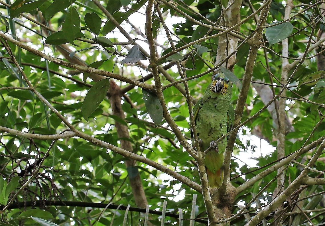 Orange-winged Amazon Close-by Cano Sabana Amazona amazonica,Orange-winged amazon,San José del Guaviare