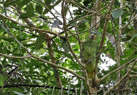 Orange-winged Amazon Close-by Cano Sabana Amazona amazonica,Orange-winged amazon,San José del Guaviare