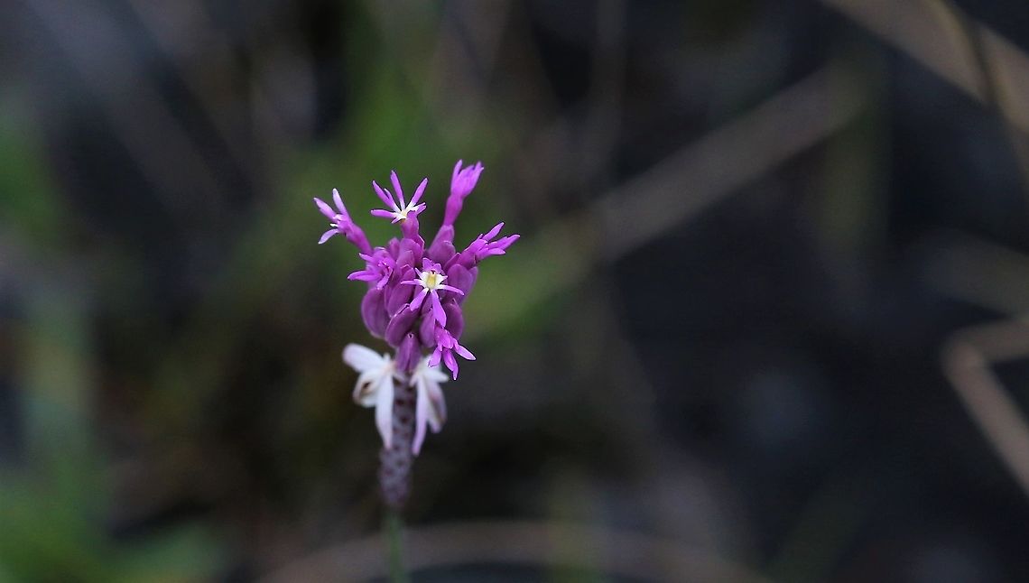 Polygala adenophora Found on the Guiana Shield Polygala adenophora,San José del Guaviare