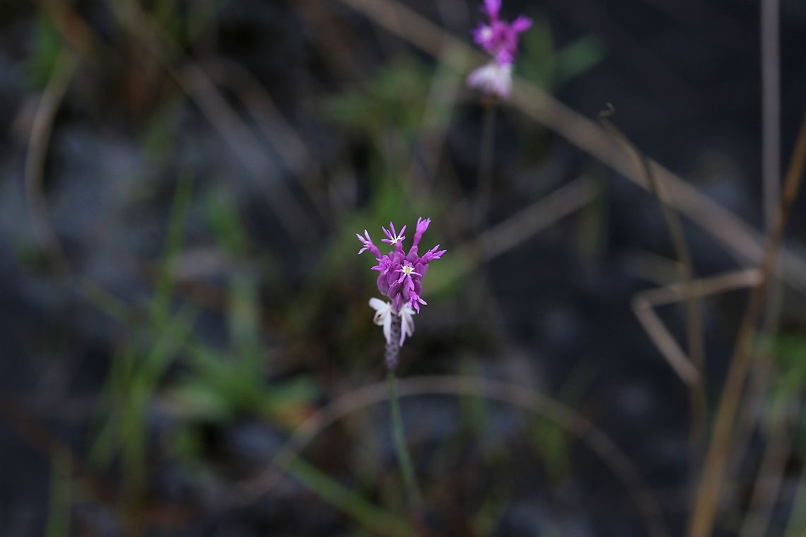 Polygala adenophora Near Cano Sabana Polygala adenophora,San José del Guaviare