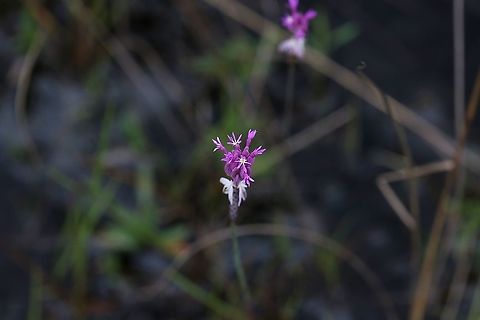 Polygala adenophora Near Cano Sabana Polygala adenophora,San José del Guaviare
