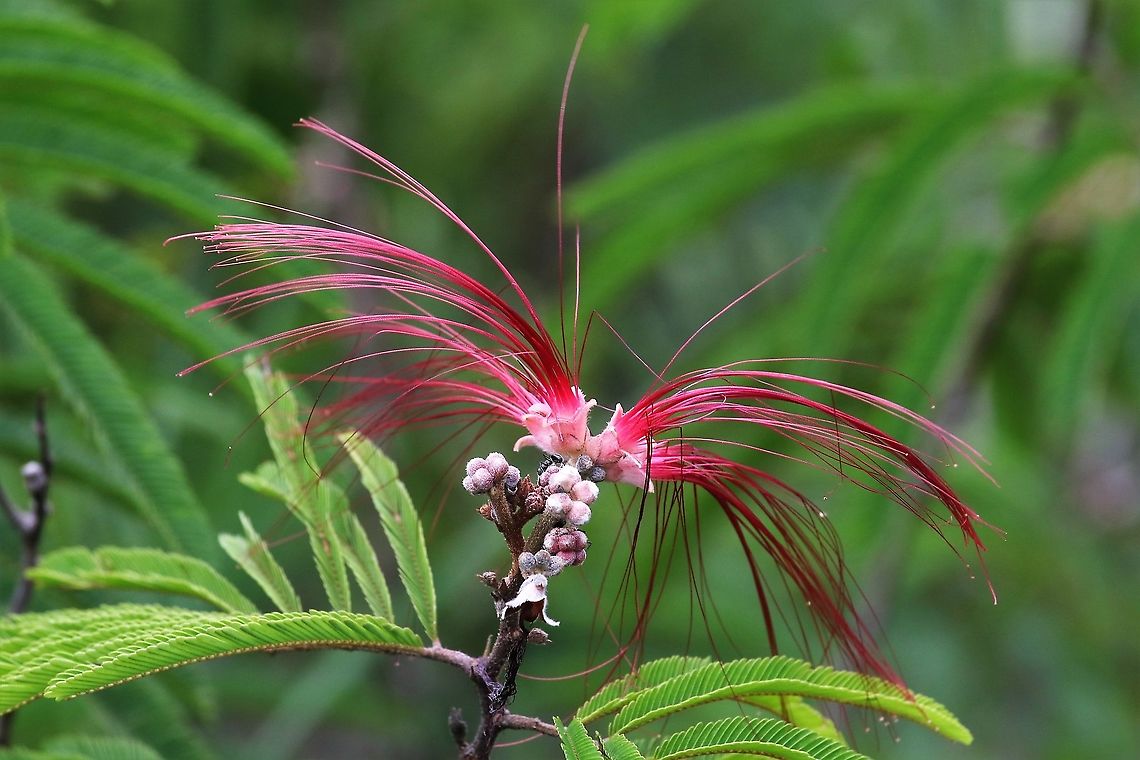Calliandra vaupesiana On the Guiana Shield again Calliandra vaupesiana,San José del Guaviare
