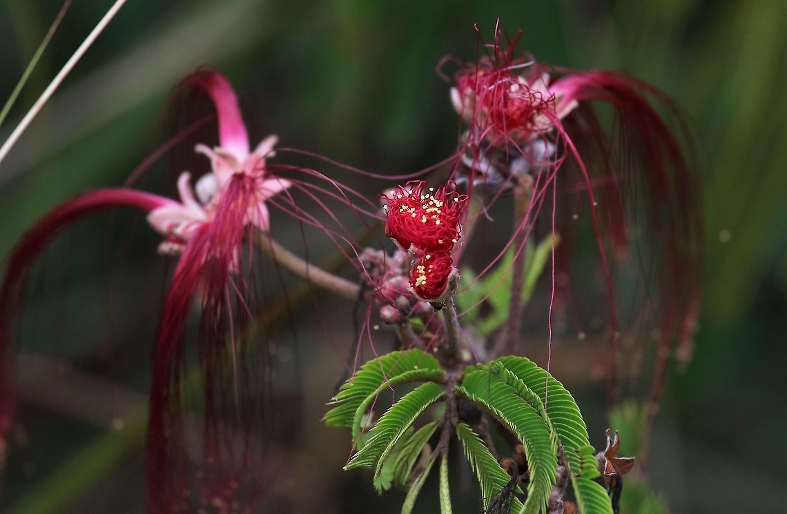 Calliandra vaupesiana Near to Cano Sabana Calliandra vaupesiana,San José del Guaviare
