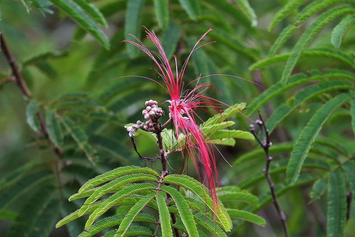 Calliandra vaupesiana Found near San Jose del Guaviare Calliandra vaupesiana,San Jos&eacute; del Guaviare