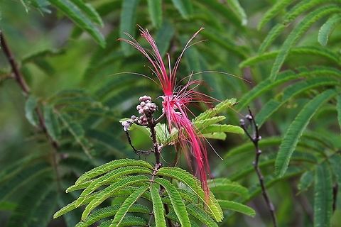 Calliandra vaupesiana Found near San Jose del Guaviare Calliandra vaupesiana,San José del Guaviare