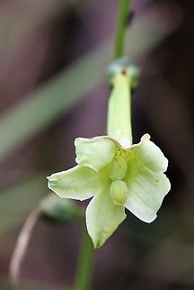 Unknown species Guaviare, Colombia Found near San Jose del Guaviare on the Guianan Shield San José del Guaviare