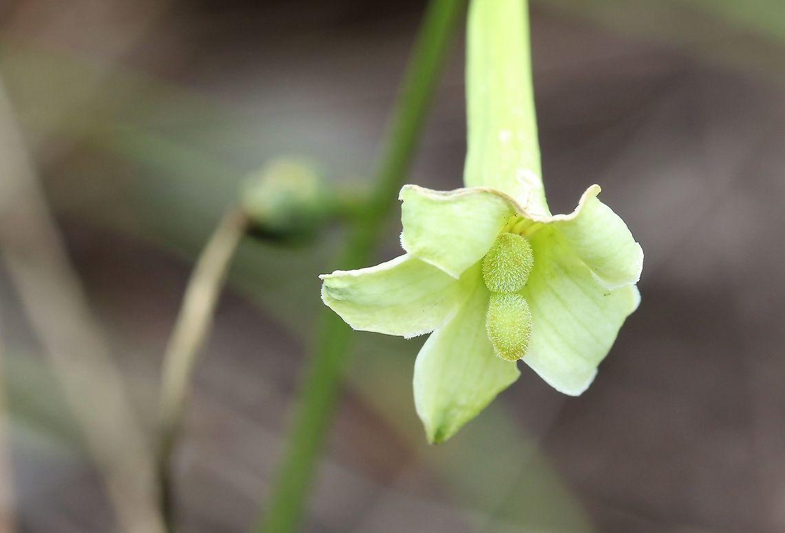 Unknown Species, Guaviare province Found on the Guianan Shield, this beautiful plant - 30-50 cms tall San José del Guaviare