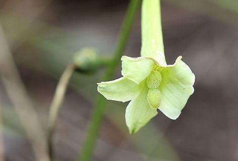 Unknown Species, Guaviare province Found on the Guianan Shield, this beautiful plant - 30-50 cms tall San José del Guaviare