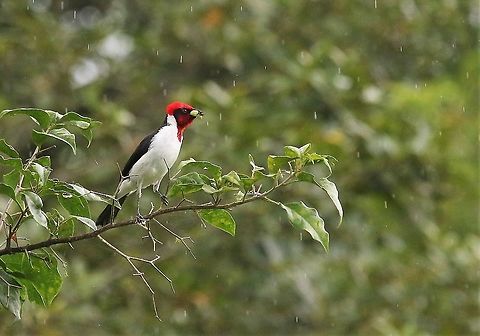 Masked Cardinal A successful forage in the rain Hato La Aurora,Los Llanos,Masked cardinal,Paroaria nigrogenis