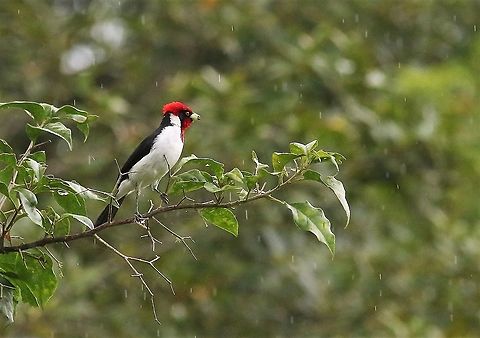 Masked Cardinal Close to the Rio Ariporo Hato La Aurora,Los Llanos,Masked cardinal,Paroaria nigrogenis