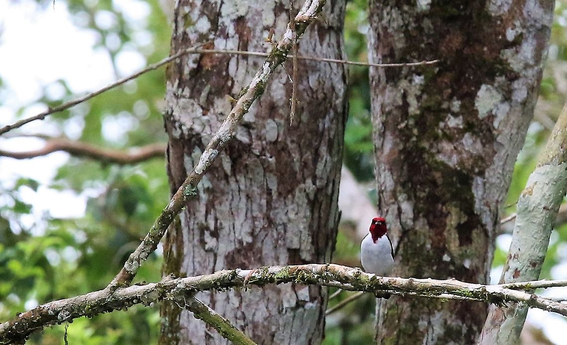 Red-capped Cardinal Here near Damas del Nare Damas del Nare,Paroaria gularis,Red-capped Cardinal