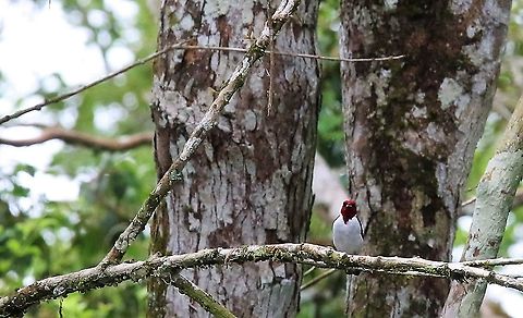 Red-capped Cardinal Here near Damas del Nare Damas del Nare,Paroaria gularis,Red-capped Cardinal