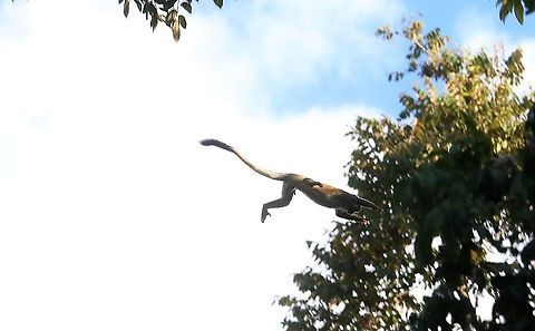 Jumping Squirrel Monkey Acrobat Common squirrel monkey,Damas del Nare,Saimiri sciureus