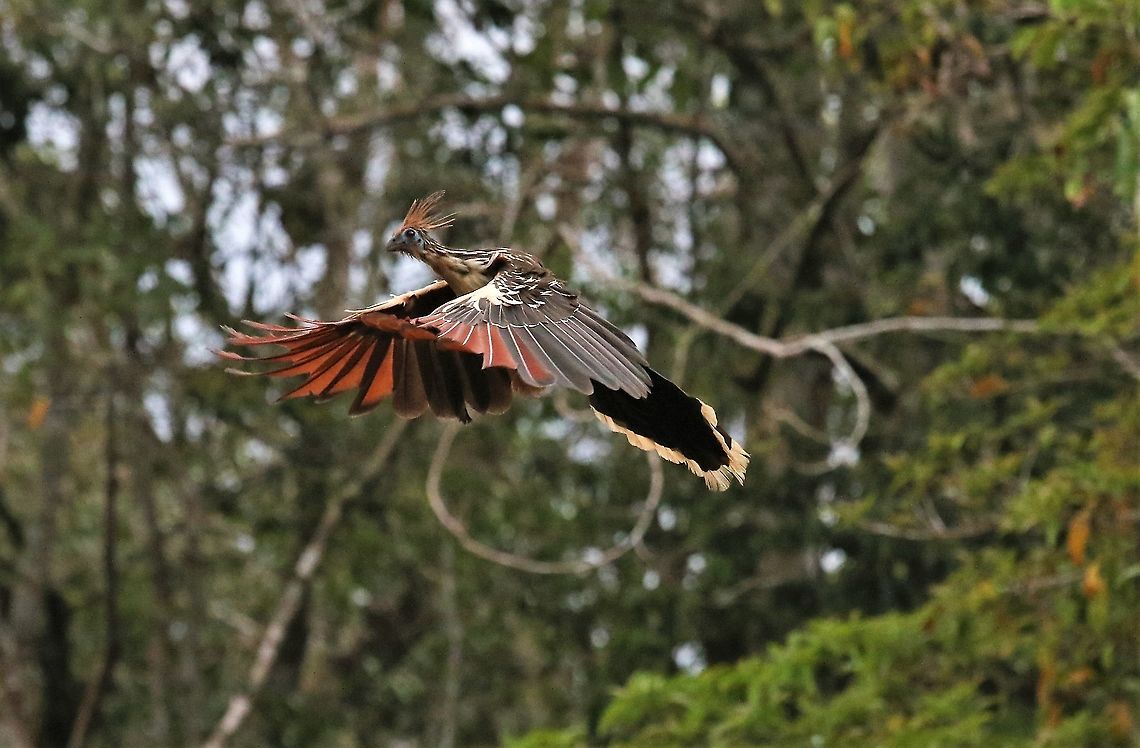 Hoatzin in Flight  Hoatzin,Laguna Negra,Opisthocomus hoazin,San José del Guaviare