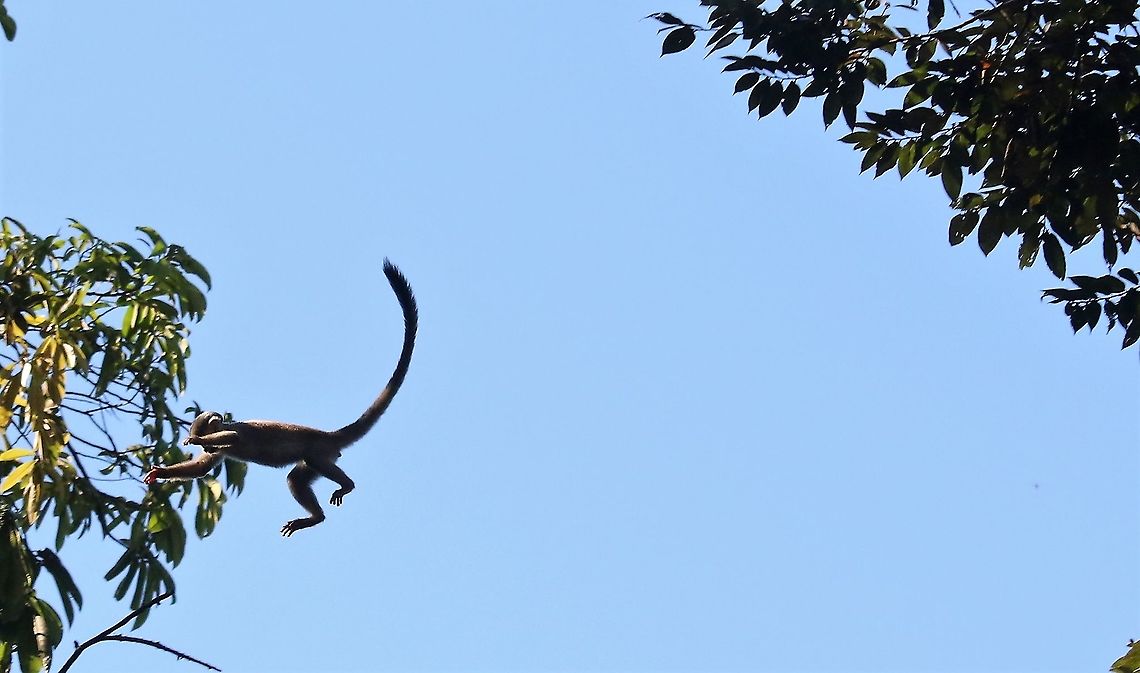 Leaping Squirrel Monkey Acrobat Common squirrel monkey,Damas del Nare,Saimiri sciureus