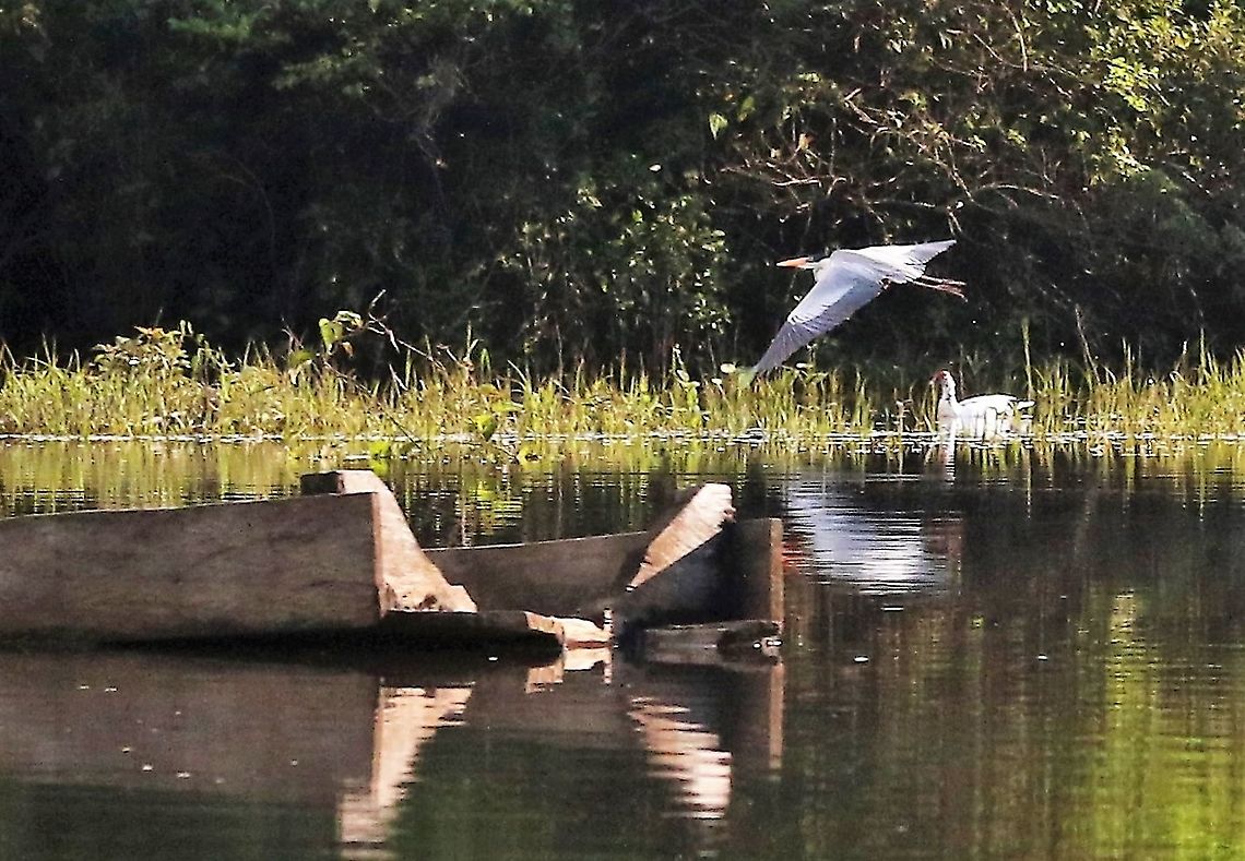 Muscovy Duck & Cocoi Heron  Cairina moschata,Damas del Nare,Muscovy duck