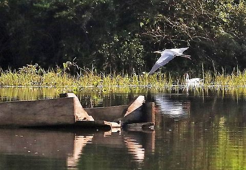 Muscovy Duck & Cocoi Heron  Cairina moschata,Damas del Nare,Muscovy duck