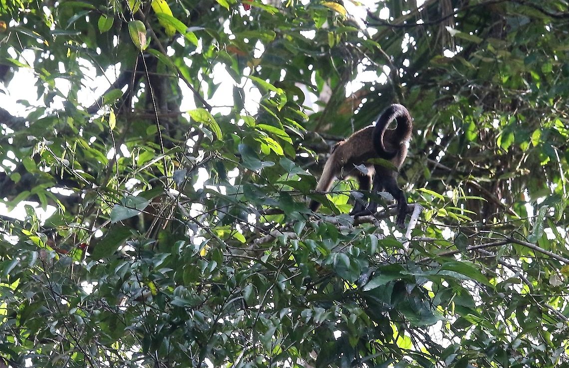 Brown/tufted Capuchin Monkey  Cebus apella,Damas,Tufted capuchin