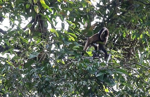Brown/tufted Capuchin Monkey  Cebus apella,Damas,Tufted capuchin
