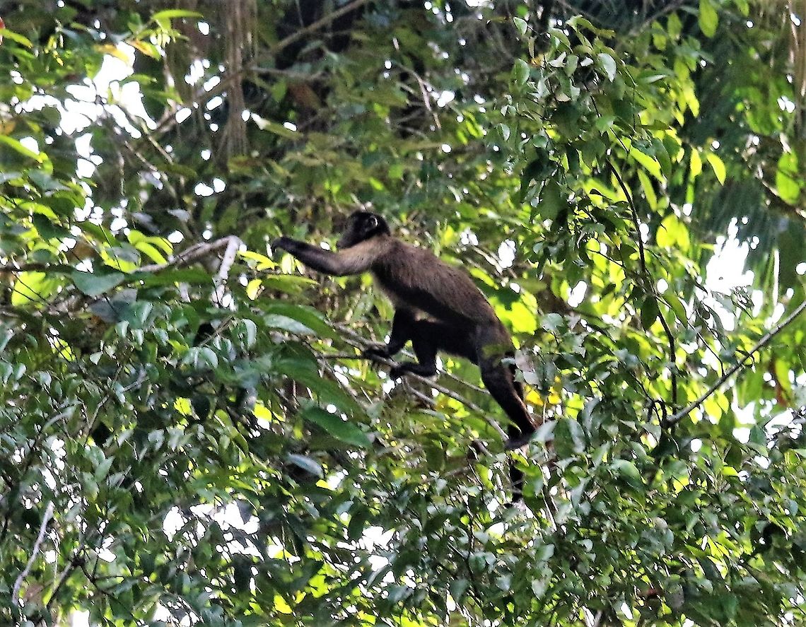 Brown/Tufted Capuchin The locals called this the Black Capuchin (but they live on the Atlantic seaboard) Cebus apella,Damas del Nare,Tufted capuchin