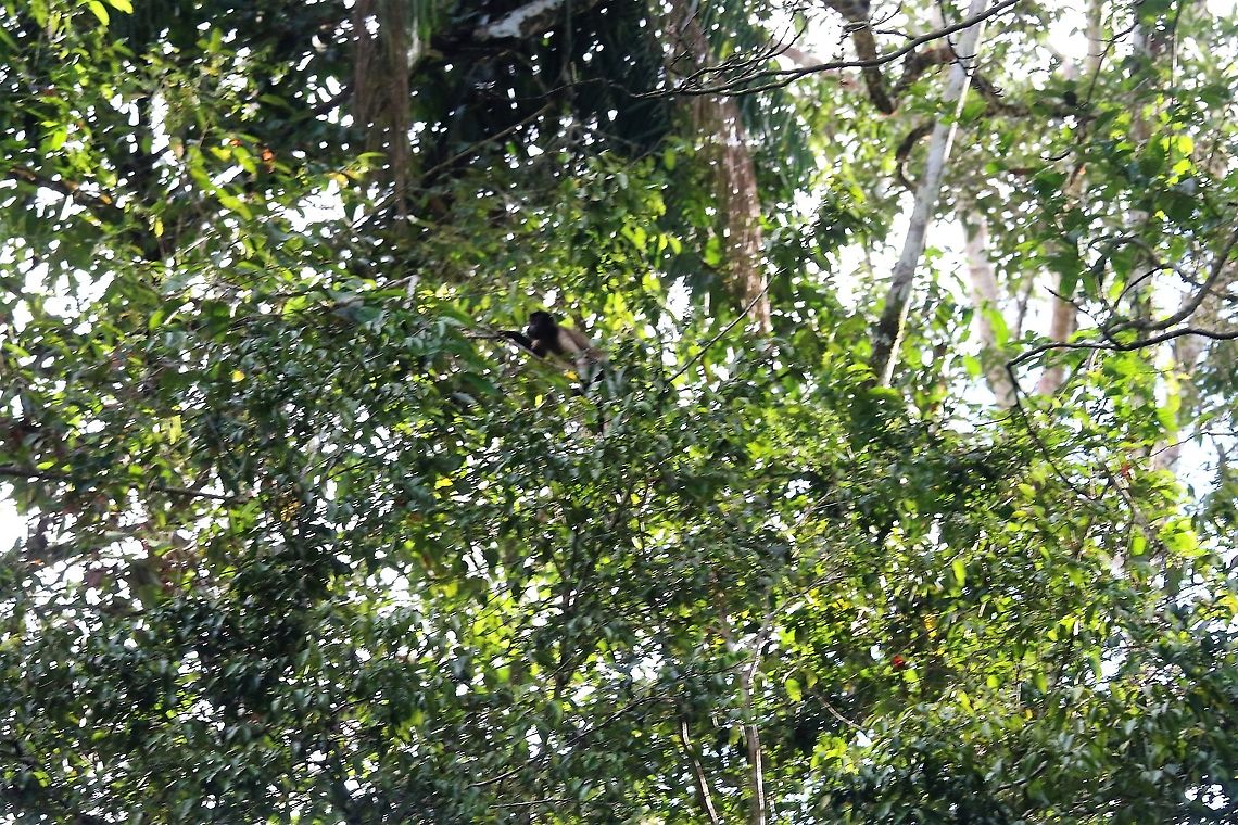 Brown/Tufted Capuchin at distance  Cebus apella,Damas del Nare,Tufted capuchin