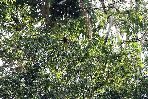 Brown/Tufted Capuchin at distance  Cebus apella,Damas del Nare,Tufted capuchin