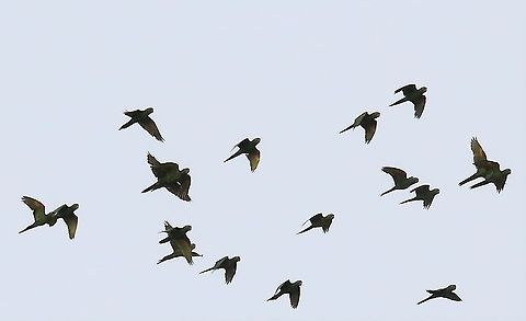 White-eyed Parakeet Noisy parakeets overflying Damas del Nare,Psittacara leucophthalma,white-eyed parakeet