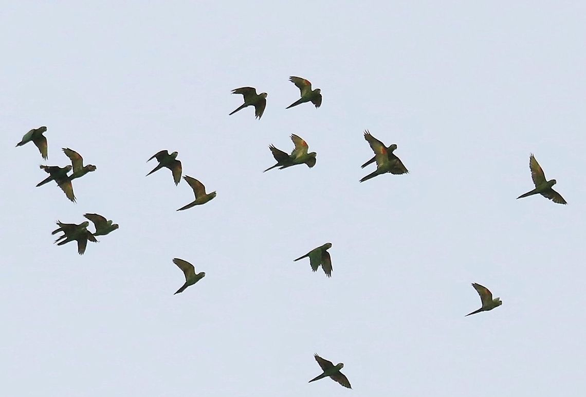 White-eyed Parakeet Rowdy mob over-flying Damas del Nare,Psittacara leucophthalma,white-eyed parakeet