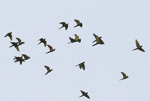 White-eyed Parakeet Rowdy mob over-flying Damas del Nare,Psittacara leucophthalma,white-eyed parakeet