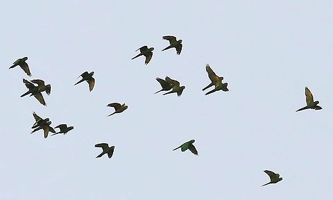 White-eyed Parakeet Noisy over-fliers Damas del Nare,Psittacara leucophthalma,white-eyed parakeet