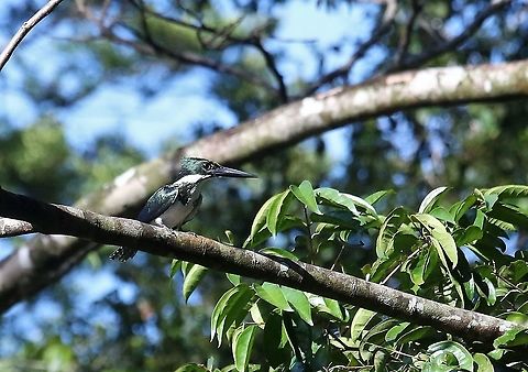 Amazon Kingfisher Posing over the flooded forest Amazon Kingfisher,Chloroceryle amazona,Damas del Nare
