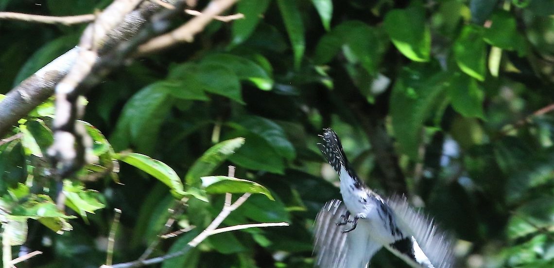 Amazon Kingfisher - Gone! and there it was gone........ Amazon Kingfisher,Chloroceryle amazona,Damas del Nare