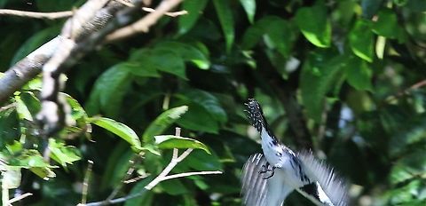 Amazon Kingfisher - Gone! and there it was gone........ Amazon Kingfisher,Chloroceryle amazona,Damas del Nare