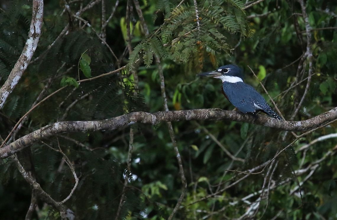 Ringed Kingfisher Another posing kingfisher Damas del Nare,Megaceryle torquata,Ringed Kingfisher