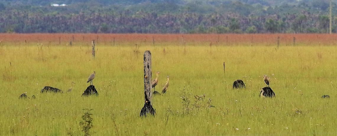 6 Whistling Herons On a ranch near the Guaviare river Damas del Nare,Syrigma sibilatrix,whistling heron