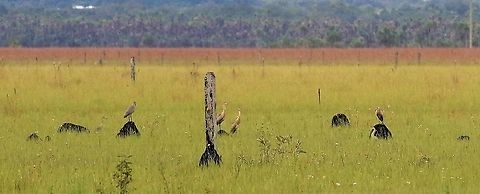 6 Whistling Herons On a ranch near the Guaviare river Damas del Nare,Syrigma sibilatrix,whistling heron